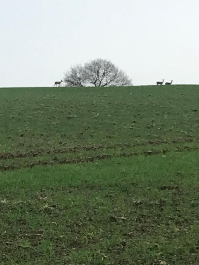 Reveil Aux Chants Des Oiseaux Asse-le-Riboul Zewnętrze zdjęcie